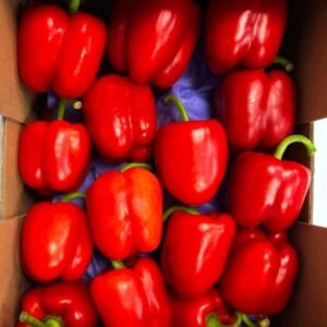 PIMIENTO CALIFORNIA ROJO