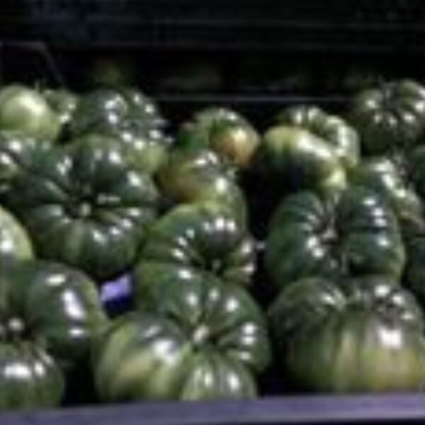TOMATE PREMIUM