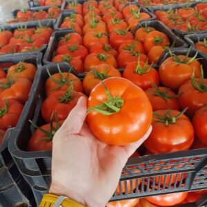 Frutas y Hortalizas al por mayor