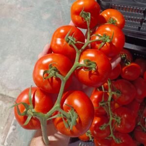 TOMATE EN RAMA