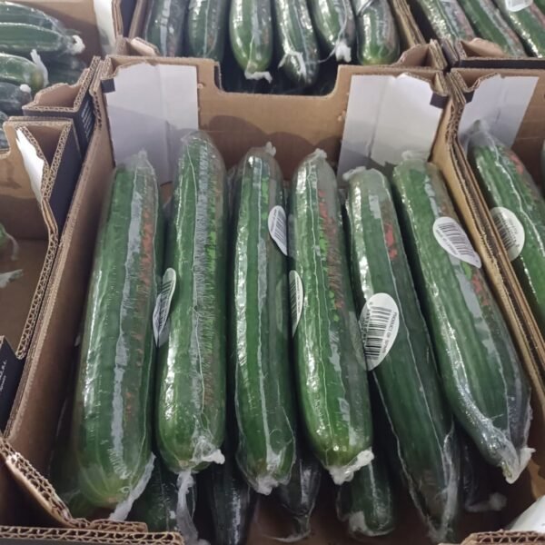 PEPINO ALMERÍA PLASTIFICADO