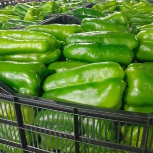 PIMIENTO LAMUYO VERDE