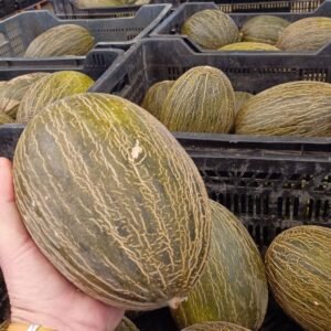 MELÓN PIEL DE SAPO