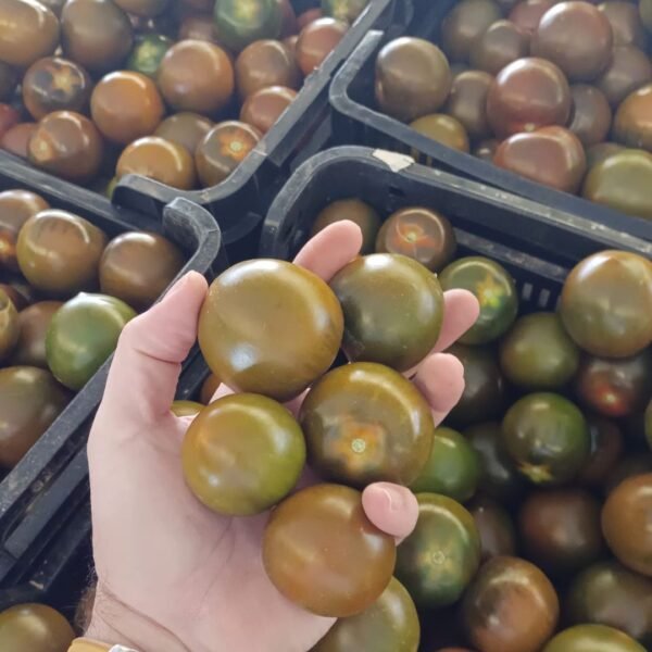TOMATE KUMATO