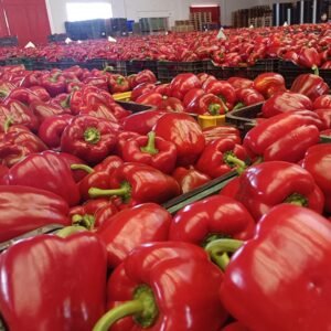 SUBASTA PIMIENTO CALIFORNIA ROJO