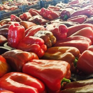 SUBASTA PIMIENTO LAMUYO ROJO