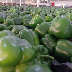 SUBASTA PIMIENTO CALIFORNIA VERDE