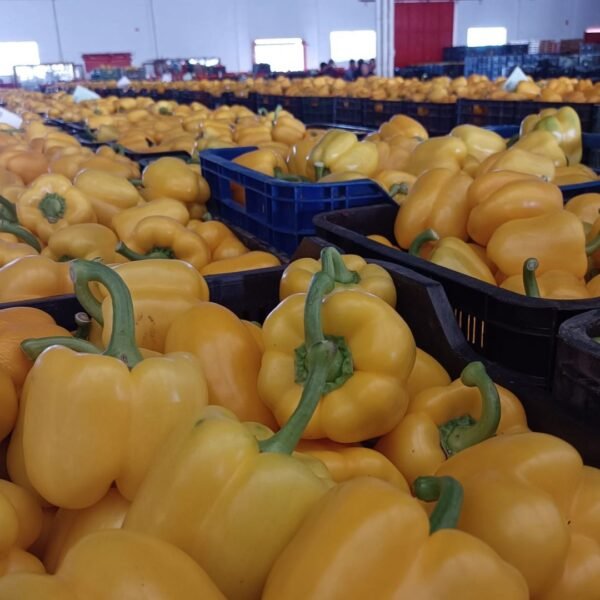 SUBASTA PIMIENTO CALIFORNIA AMARILLO