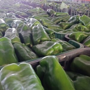 SUBASTA PIMIENTO LAMUYO VERDE