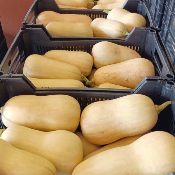 CALABAZA CACAHUETE