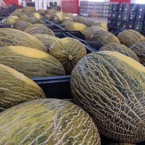 SUBASTA MELÓN PIEL DE SAPO