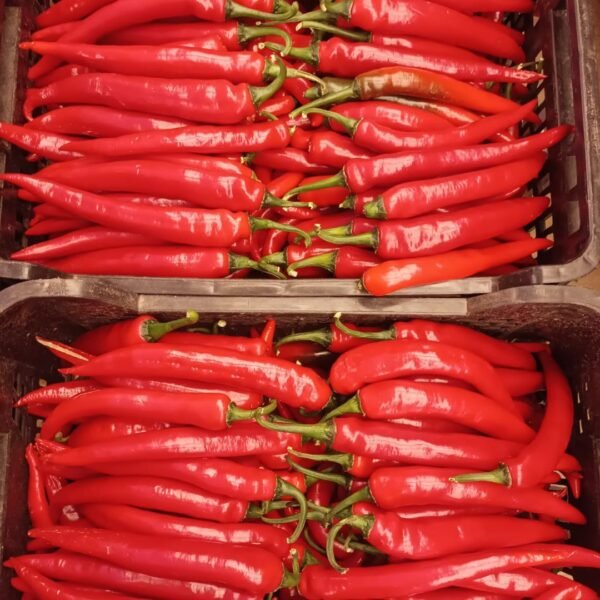 PICANTE ROJO