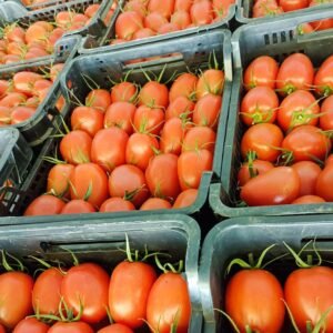 SUBASTA TOMATE