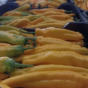 PIMIENTO ITALIANO AMARILLO