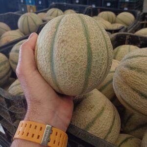 MELÓN CANTALUP